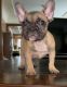French Bulldog Puppies for sale in Milwaukee, WI, USA. price: $3,000