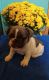 French Bulldog Puppies for sale in Greenwich, OH 44837, USA. price: NA