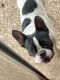 French Bulldog Puppies for sale in Scottsdale, AZ 85259, USA. price: $4,000