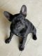 French Bulldog Puppies for sale in Scottsdale, AZ 85259, USA. price: $2,500