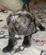 French Bulldog Puppies for sale in Enfield, NH, USA. price: $3,000