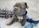 French Bulldog Puppies for sale in Coconut Creek, FL, USA. price: NA