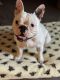French Bulldog Puppies for sale in Allentown, PA 18103, USA. price: $1,500