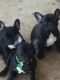 French Bulldog Puppies for sale in Cleburne, TX, USA. price: $2,500