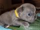 French Bulldog Puppies for sale in Dandridge, TN 37725, USA. price: NA