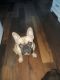 French Bulldog Puppies for sale in Stephens, KY 41171, USA. price: NA
