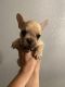 French Bulldog Puppies for sale in Gilroy, CA 95020, USA. price: NA