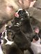 French Bulldog Puppies for sale in Wauchula, FL 33873, USA. price: NA