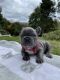 French Bulldog Puppies for sale in Orange County, NY, USA. price: $6,000