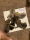 French Bulldog Puppies for sale in Wichita, KS, USA. price: $3,500