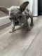 French Bulldog Puppies for sale in Pleasanton, CA 94566, USA. price: $5,500