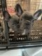 French Bulldog Puppies for sale in Pleasanton, CA 94566, USA. price: $4,500