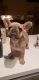 French Bulldog Puppies for sale in Lake Villa, IL 60046, USA. price: $3,500