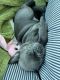 French Bulldog Puppies for sale in Evansville, IN, USA. price: NA