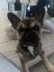 French Bulldog Puppies for sale in Port Chester, NY 10573, USA. price: NA