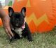 French Bulldog Puppies for sale in Granbury, TX, USA. price: NA