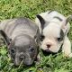 French Bulldog Puppies for sale in Ohio City, Cleveland, OH, USA. price: $800