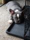 French Bulldog Puppies for sale in Greenwich, OH 44837, USA. price: $2,800
