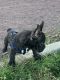 French Bulldog Puppies for sale in Los Angeles, CA 90003, USA. price: NA