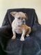 French Bulldog Puppies for sale in Calabasas, CA, USA. price: NA