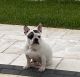 French Bulldog Puppies for sale in St Cloud, FL, USA. price: $3,500