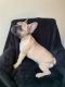 French Bulldog Puppies for sale in Calabasas, CA, USA. price: NA