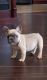 French Bulldog Puppies for sale in Spring, TX 77387, USA. price: $3,500