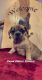 French Bulldog Puppies for sale in Springfield, OH, USA. price: NA