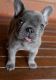 French Bulldog Puppies for sale in Santa Ana, CA 92703, USA. price: $4,500