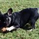 French Bulldog Puppies for sale in Durant, OK 74701, USA. price: NA