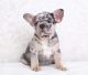 French Bulldog Puppies for sale in Staten Island, NY, USA. price: $4,000
