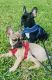 French Bulldog Puppies for sale in Naples, FL, USA. price: $3