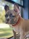 French Bulldog Puppies for sale in Springtown, TX 76082, USA. price: $5,500