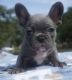 French Bulldog Puppies for sale in Springtown, TX 76082, USA. price: $4,800