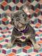 French Bulldog Puppies for sale in FAIR OAKS, TX 78006, USA. price: $1,700