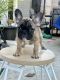 French Bulldog Puppies for sale in Costa Mesa, CA 92626, USA. price: $3,000