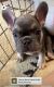 French Bulldog Puppies for sale in Helotes, TX, USA. price: $3,000