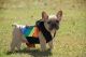 French Bulldog Puppies for sale in Cullman, AL, USA. price: NA