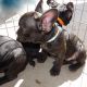French Bulldog Puppies for sale in Anthem, Phoenix, AZ, USA. price: NA