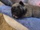 French Bulldog Puppies for sale in Westmont, IL, USA. price: $4,000