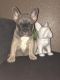 French Bulldog Puppies for sale in Ontario, CA, USA. price: $6,000