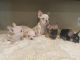 French Bulldog Puppies for sale in Turlock, CA, USA. price: NA