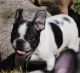 French Bulldog Puppies for sale in Oakland, OR 97462, USA. price: $3,500
