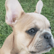 French Bulldog Puppies for sale in Norco, CA 92860, USA. price: $2,500