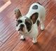 French Bulldog Puppies for sale in New Chicago, IN 46342, USA. price: NA