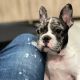 French Bulldog Puppies for sale in Las Vegas, NV 89127, USA. price: NA