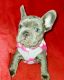 French Bulldog Puppies for sale in Timbo, AR 72657, USA. price: NA