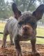 French Bulldog Puppies for sale in Springtown, TX 76082, USA. price: $8,500
