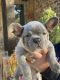 French Bulldog Puppies for sale in Springtown, TX 76082, USA. price: $6,500
