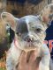 French Bulldog Puppies for sale in Springtown, TX 76082, USA. price: $13,000
